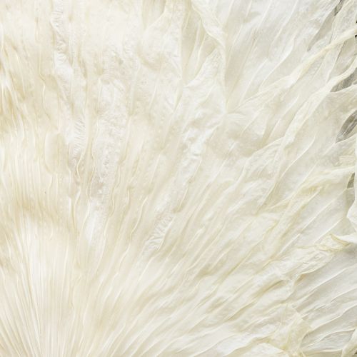 Product Palm fronds dried decorative leaves bleached 45cm 5 pcs