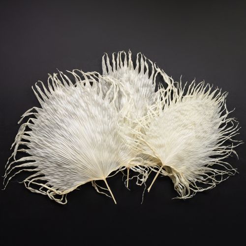 Product Palm fronds dried decorative leaves bleached 45cm 5 pcs