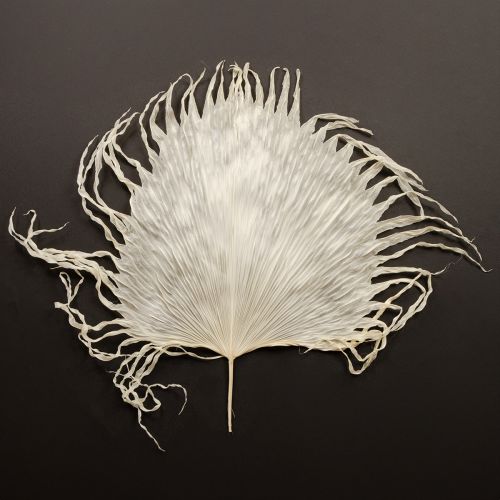 Palm fronds dried decorative leaves bleached 45cm 5 pcs