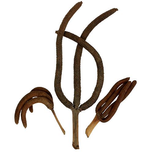 Floristik24 Palm cones 3-fold natural decoration 10 pcs