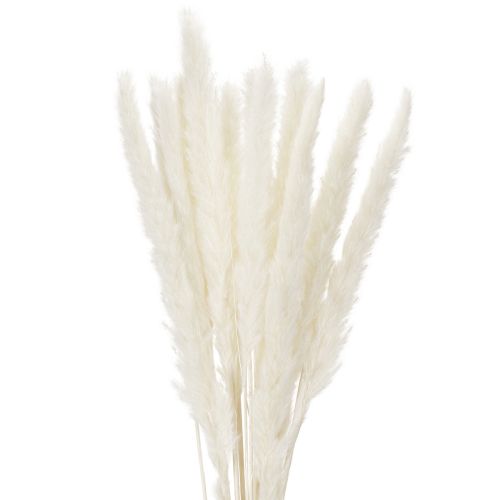Pampas grass dried flowers bleached 70cm 15pcs buy online | Floristik24.ie