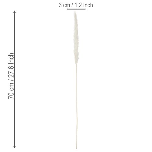 Pampas grass dried flowers bleached 70cm 15pcs | Floristik24.ie