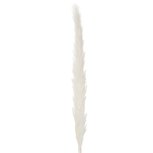 Pampas grass dried flowers bleached 70cm 15pcs | Floristik24.ie