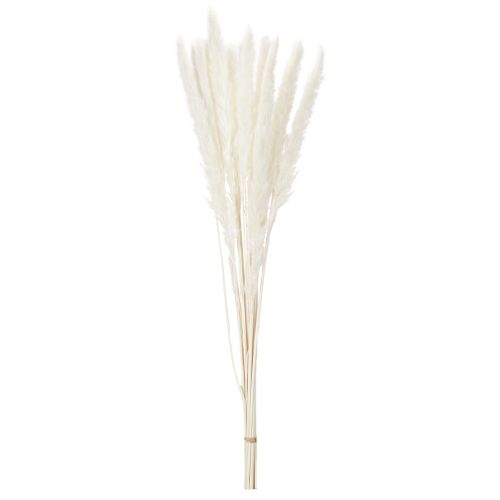 Pampas grass dried flowers bleached 70cm 15pcs | Floristik24.ie