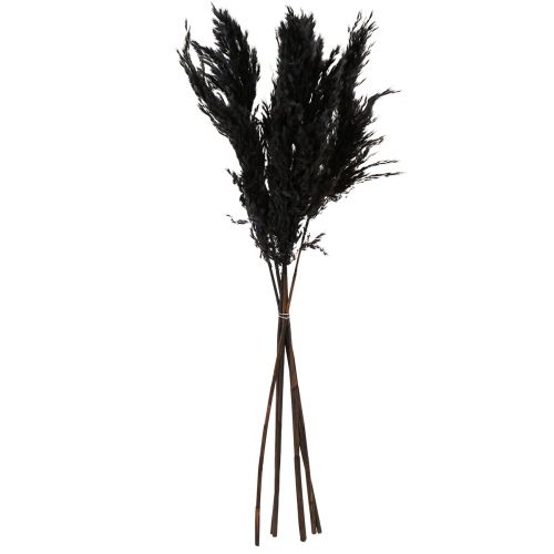 Floristik24 Pampas Grass Black 65-75cm Dried Grasses Natural Decoration 6 Pcs