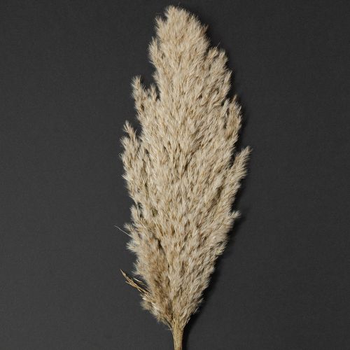 Pampas grass dried decoration for vases and arrangements
