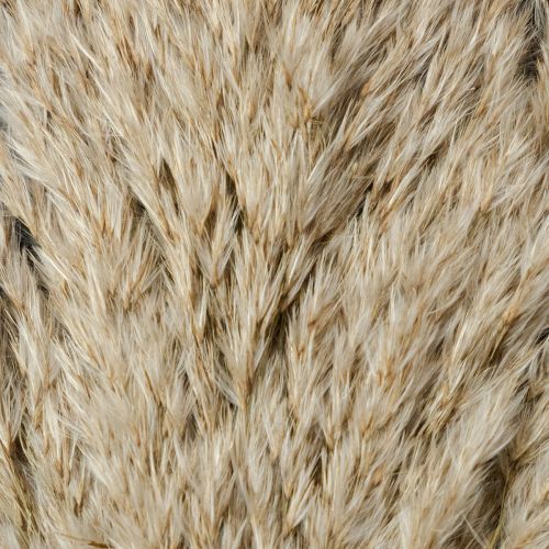Product Pampas grass dried decoration for vases and arrangements