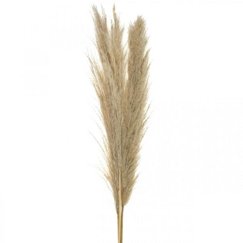 Floristik24 Pampas grass natural dried grasses decoration dried bouquet 1m 3 pcs