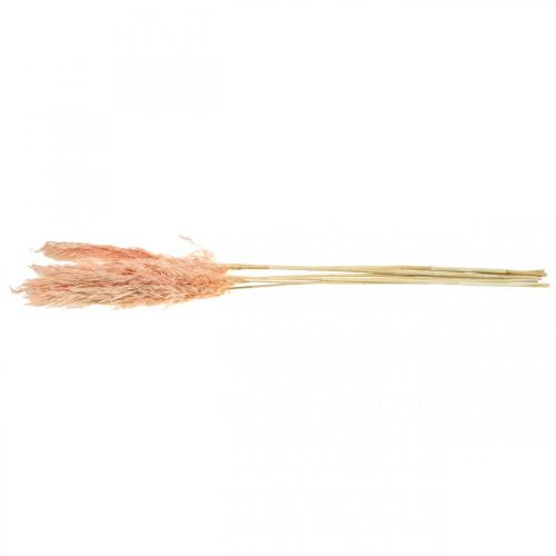 Product Pink Pampas Grass Dried Flowers Natural Decoration 65-75cm 6 pcs