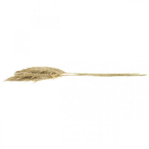 Product Dry decoration pampas grass dried bleached 70-75cm 6 pcs
