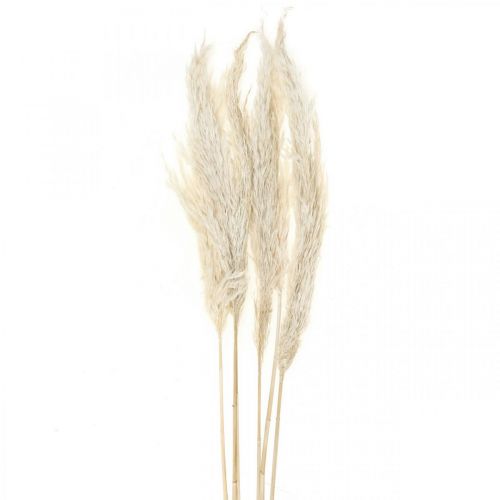 Pampas grass dried Bleached dry deco 65-75cm 6pcs in bunch