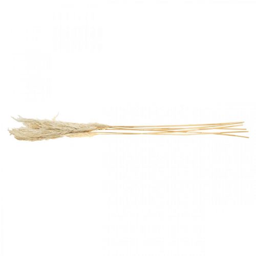 Product Pampas grass dried Bleached grasses 65-75cm Bunch of 6pcs