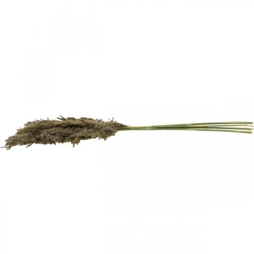 Floristik24 Dried Pampas Grass Natural For Dried Bouquet 70-75cm 6 Pcs