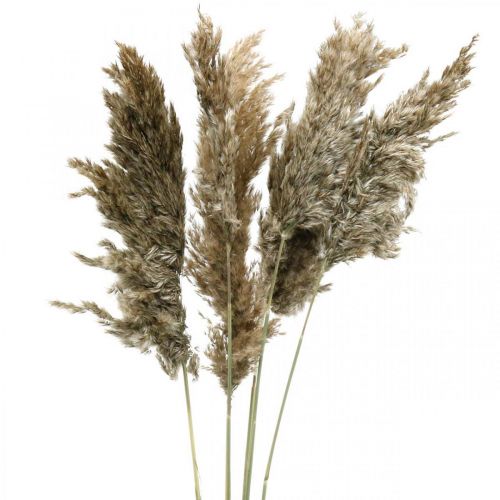 Floristik24 Dried Pampas Grass Natural For Dried Bouquet 70-75cm 6 Pcs