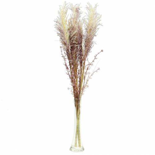 Floristik24 Pampas grass crème, violet Artificial dried flowers 3pcs
