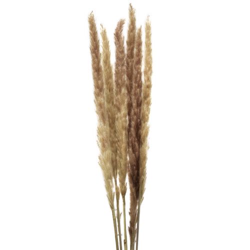 Product Pampas grass, decoratively dried for stylish arrangements and dried bouquets