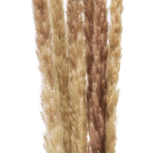 Product Pampas grass, decoratively dried for stylish arrangements and dried bouquets