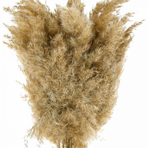 Floristik24 Pampas grass dried natural dry decoration 65cm 20 pcs in bunch