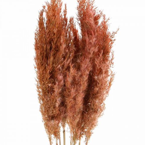 Floristik24 Pampas grass dried pink dried floristry 75cm bunch of 10 pcs