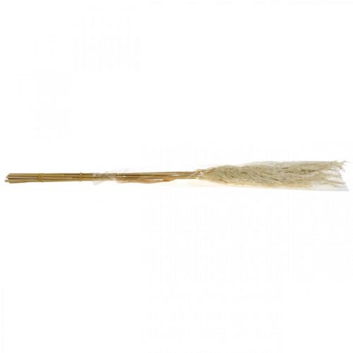 Floristik24 Pampas grass dried bleached 75cm for dry bouquet bunch with 10 pcs