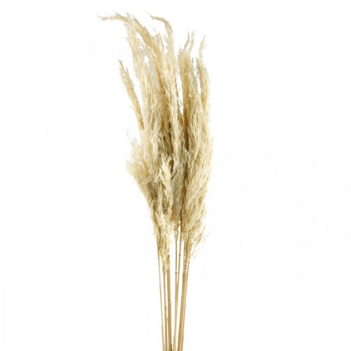 Floristik24 Pampas grass dried bleached 75cm for dry bouquet bunch with 10 pcs