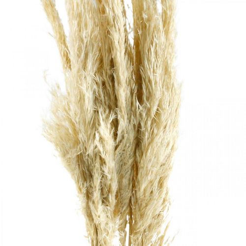Floristik24 Pampas grass dried bleached 75cm for dry bouquet bunch with 10 pcs