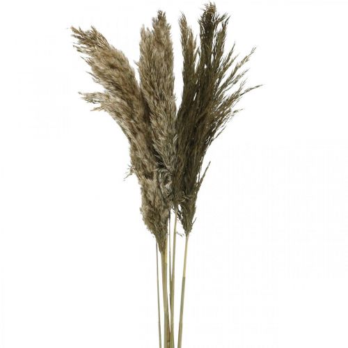 Floristik24 Pampas grass dried natural dried grass bunch 70-75cm 6 pcs