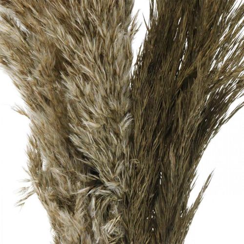 Floristik24 Pampas grass dried natural dried grass bunch 70-75cm 6 pcs