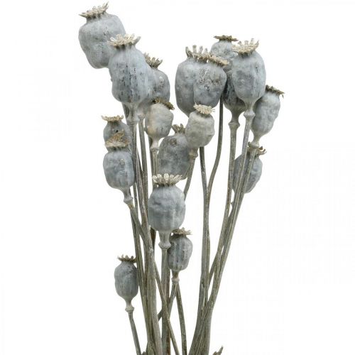 Floristik24 Deco Poppy White Dried Flowers Poppy capsules Papaver Bunch of 75g