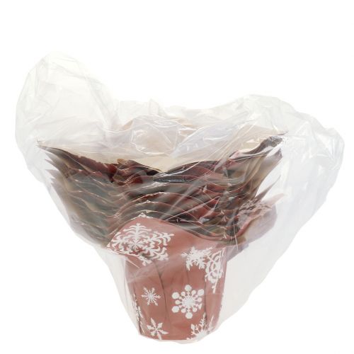 Floristik24 Paper pots with snowflakes red, white Ø7cm 12pcs