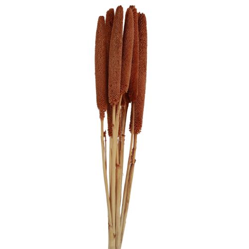 Product Decorative Babala millet sprays for dried flower arrangements