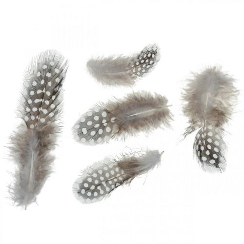Floristik24 Guinea fowl feathers 10g Light brown