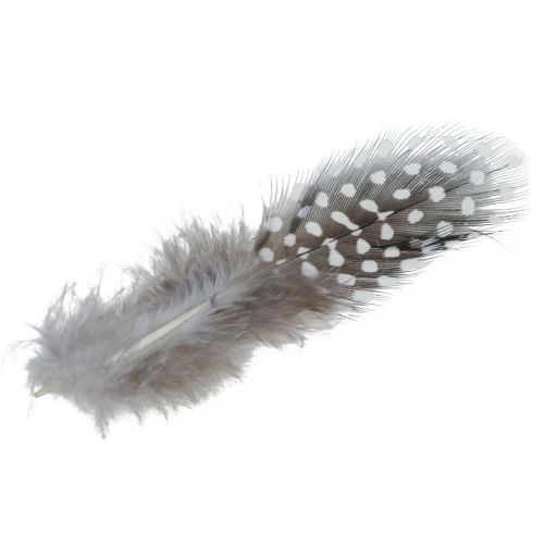 Floristik24 Guinea fowl feathers 10g Light brown