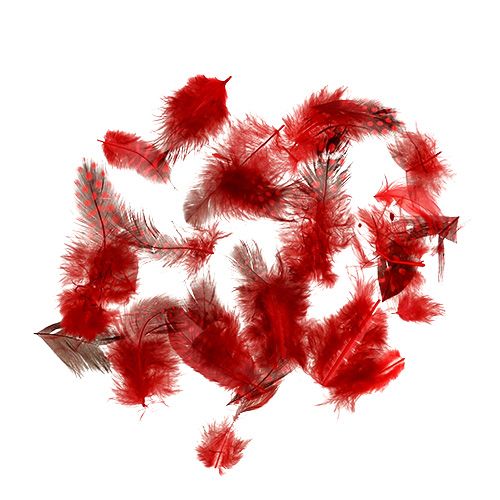 Floristik24 Faraona guinea fowl feathers 30g red