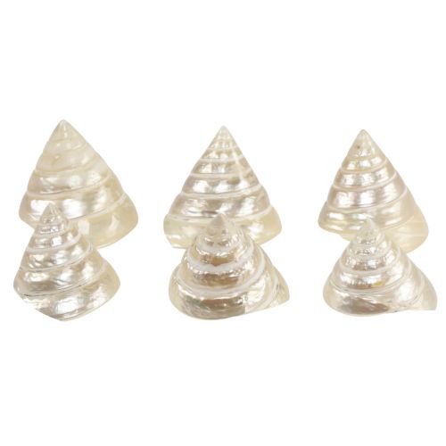 Floristik24 Mother of pearl gyro snail sea snail decoration 5-6cm 6 pieces