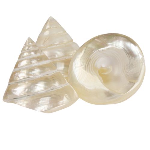 Floristik24 Mother of pearl gyro snail sea snail decoration 5-6cm 6 pieces