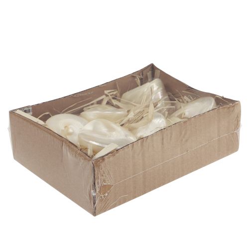 Floristik24 Mother of pearl gyro snail sea snail decoration 5-6cm 6 pieces