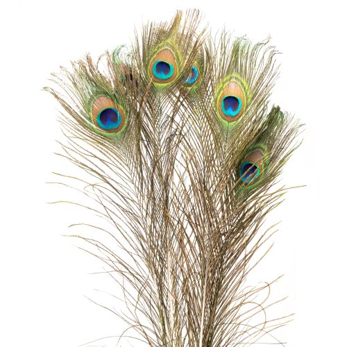 Peacock feathers decoration real bird feathers long 75-85cm 8 pieces