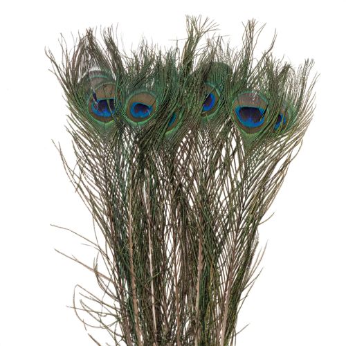 Floristik24 Peacock feathers, real bird feathers for crafting and decorating, 55cm, 10 pieces