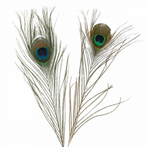Floristik24 Peacock feathers deco real feathers for handicrafts natural 24-32cm 24pcs