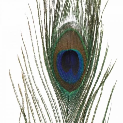 Floristik24 Peacock feathers decoration real feathers for crafts natural 24-32cm 24 pcs
