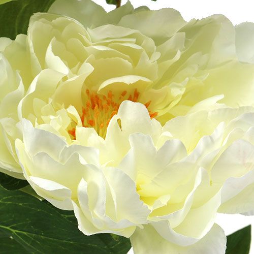 Floristik24 Peony artificial flowers cream L70cm
