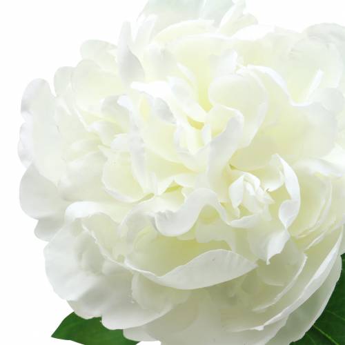 Floristik24 Peony white 72cm