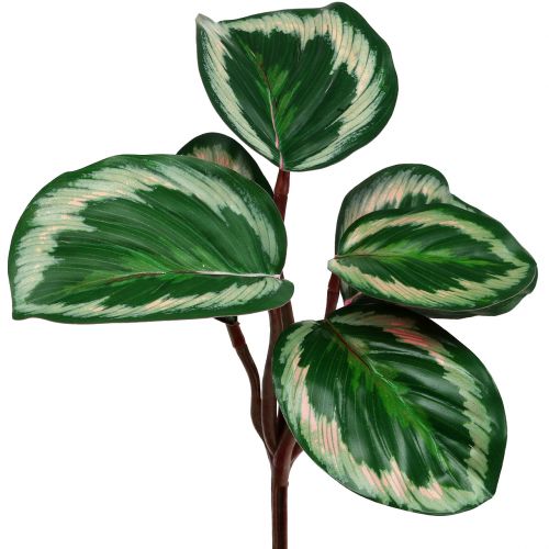 Floristik24 Plant Tropical Green, Pink 20cm