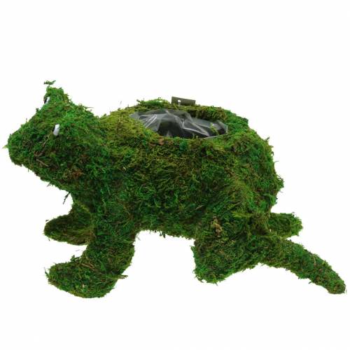Floristik24 Planter frog with moss green 35 × 25cm H21cm