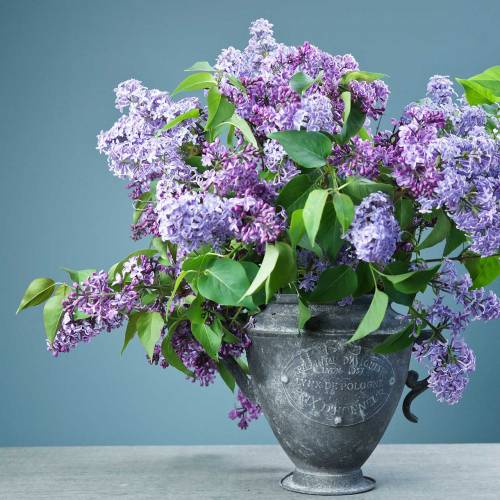 Floristik24 Planter jug Vintage Ø20cm H35cm