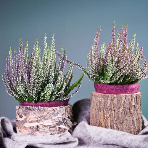 Floristik24 Planter round birch pot Ø17 / 23cm 2pcs