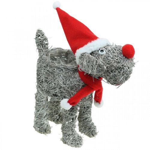 Floristik24 Dog for planting, Christmas decoration, plant basket, Advent H30cm L29.5cm