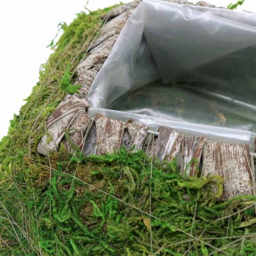 Floristik24 Plant cushion moss, bark 25cm × 25cm