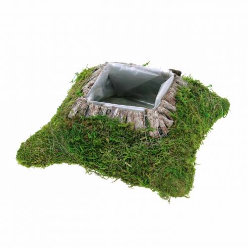 Floristik24 Plant cushion moss, bark 20cm × 20cm